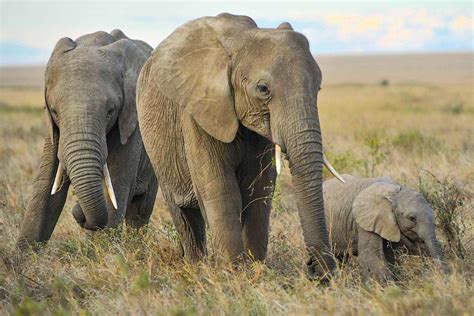 Total Weight of Wild Land Mammals Less Than One-Tenth Weight of All