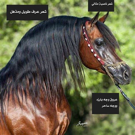 ستتم إضافة المحتوى الجديد أعلى منطقة التركيز الحالية عند التحديد. لطالما خسرت خيول وفازت خيول أخرى في سباقات الجمال، لماذا ...