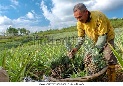 Farmer Harvesting Pineapple Farm Fruits Field库存照片1668685699 Shutterstock