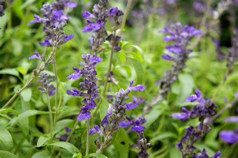 These scrappy plants come in a variety of shapes, sizes, and colors and won't knuckle under to heat, drought, winter cold, or insects. Gardener's Corner - How to Care for Perennial Salvia | The ...