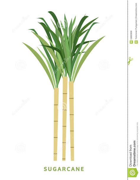 Sugarcane, Cane Vector Illustration, Symbol Stock Vector - Illustration