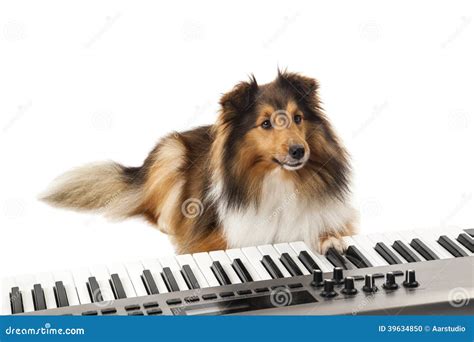 Dog playing the piano stock photo. Image of instrument - 39634850