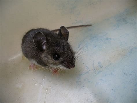 Deer Mouse Habitat Diet Size Identification Facts And Pictures