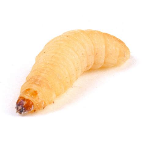 We are confident however, that the quality of our wax. Waxworms (Galleria Mellonella) Live Larvae from £2.19
