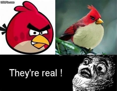 Angry Birds Funny Pictures Super Funny Funny Animals