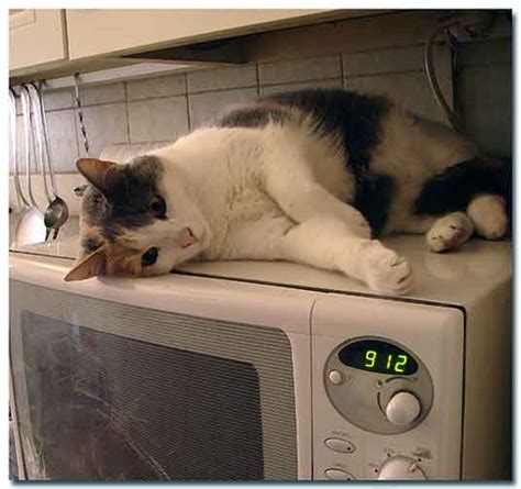 Cat Images Cats In Kitchens