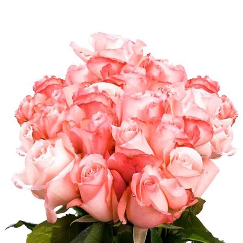 Globalrose Fresh Light Pink Color Roses 250 Stems Livia 250 Roses