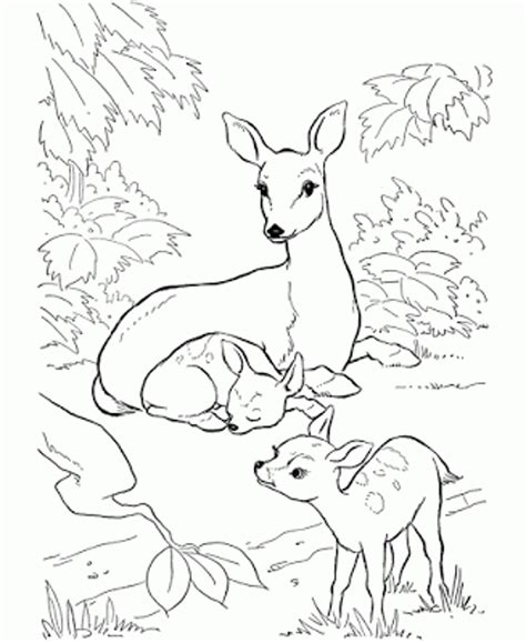 Realistic deer coloring pages at getdrawings com free for. Baby Deer Coloring Page - Coloring Home