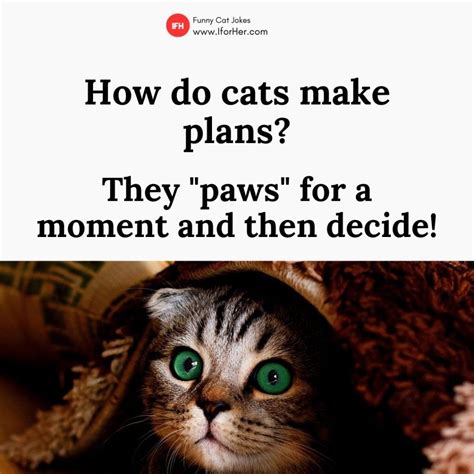 175 Best Cat Jokes And Puns To Give You Purr Fect Laugh