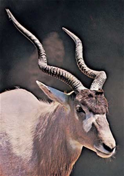People have hunted antelope to get their horns to show up as trophies Addax | antelope | Britannica.com
