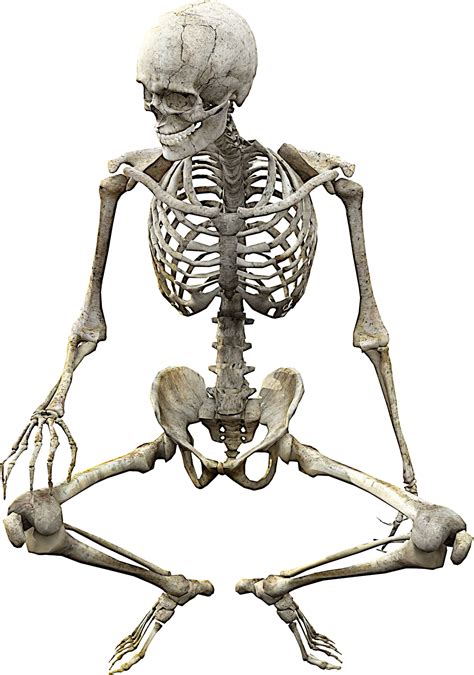 Halloween Skeleton Png Png Image Collection