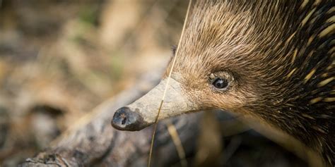 World-first echidna, improved platypus genomic sequencing - The ...