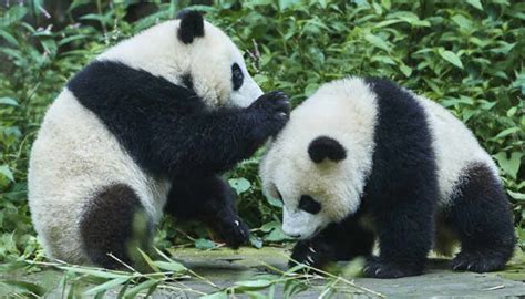 Wild Pandas In China Turn Carnivorous Fight For Meat