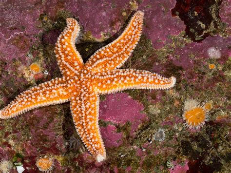 Biggest Starfish Ever Found