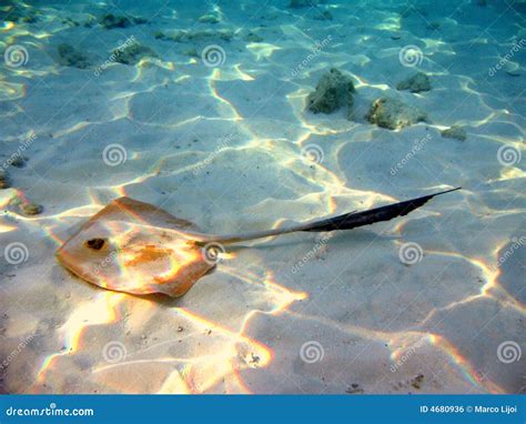 Common Stingray In Maldives Stock Photo Image Of Dasyatis Coral 4680936