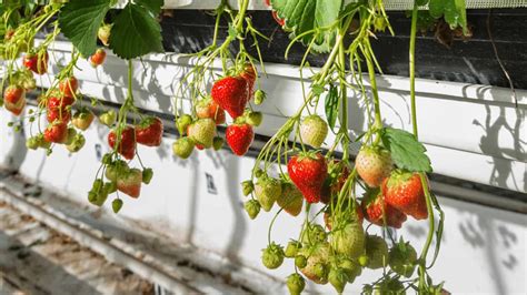 What Hydroponics Solution Works Best For Strawberries