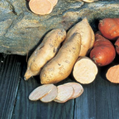 Bonita Sweet Potato Sweet Potatoes Rh Shumways Company
