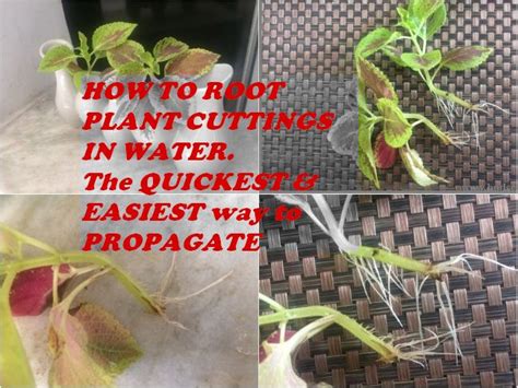 Follow this guide from bunnings to find out how to propagate your plants at home. HOW TO ROOT PLANT CUTTINGS IN WATER - GARDENING FOR BEGINNERS