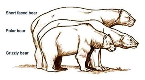 Who Would Win In A Fight Between A Short Faced Bear Or A T Rex Quora