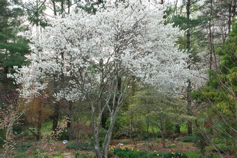 Serviceberry Favorite Tree Of Gardeners And Birdwatchers What Grows