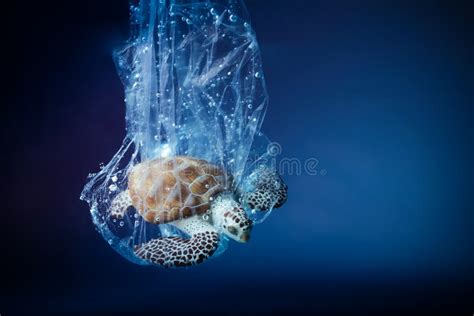 Leatherback Turtle Eating Plastic Bags