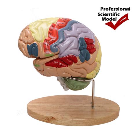 Buy Altratech Human Brain Model X Life Size Brain Study Model Color Coded Cerebral Cortex Nerve