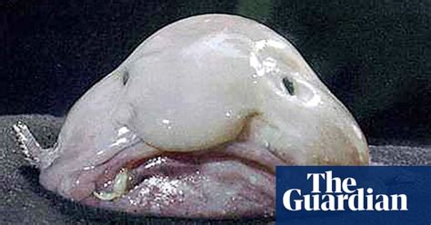 The Worlds Ugliest Animals In Pictures Environment
