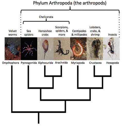 What Is An Arthropod Activity Hebets Lab