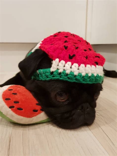 One In A Melon Dog Hat Hats For Dogs Crochet Hat For Dogs Etsy