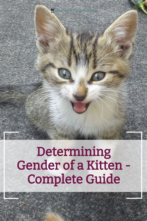 How To Tell The Gender Of A Kitten With Pictures Artofit