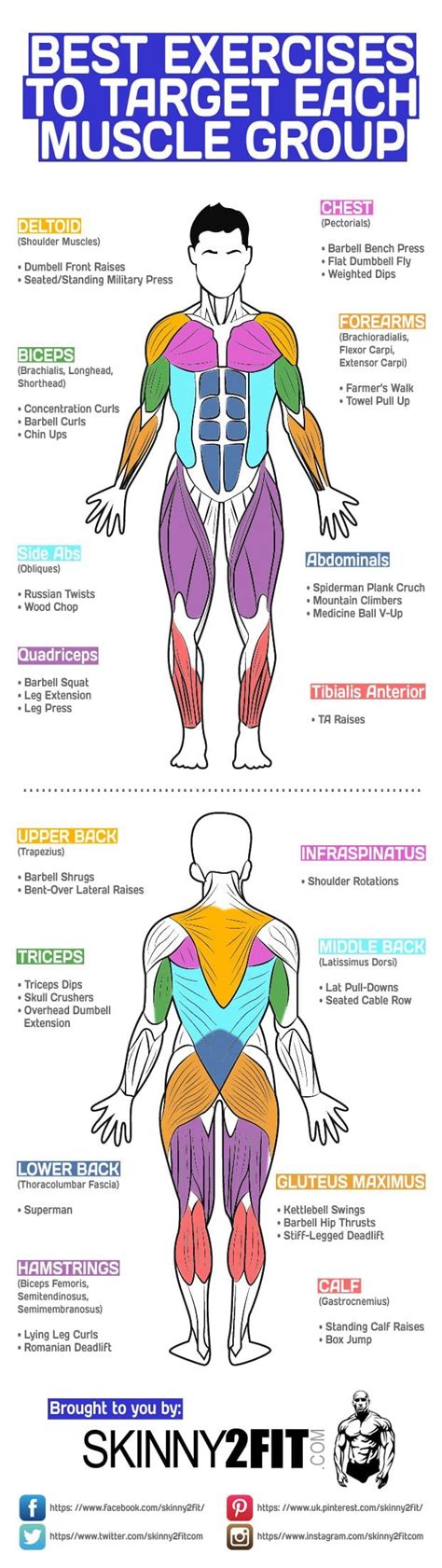 Best Exercises To Target Each Muscle Group