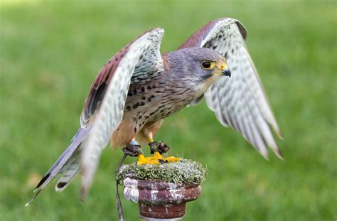 A Guide To British Birds Of Prey Love The Garden