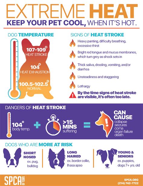 Spca Of Texas Heat Stroke Warning Signs And Prevention Spca Of Texas