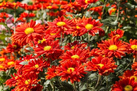 Red Chrysanthemum Flowers Stock Photo Image Of Crimson 53447704