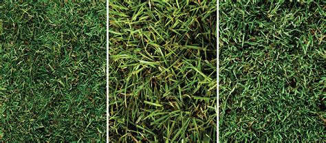 Bermuda grass looks and feels luxurious to the senses. Choosing the Best Bermuda Grass | NG Turf
