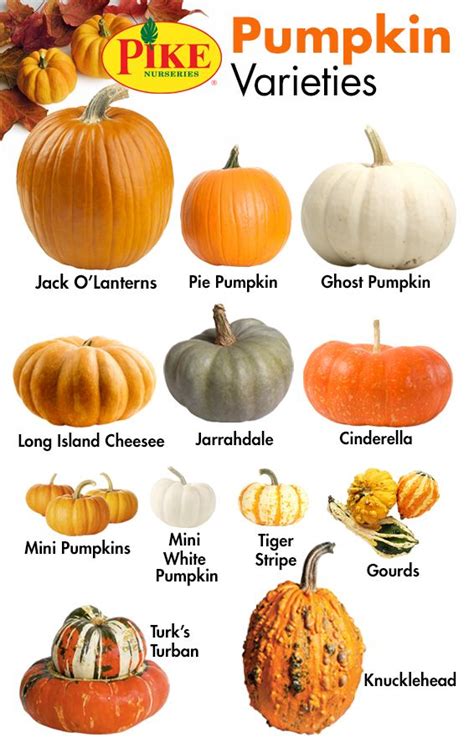Edible Pumpkin Varieties Chart