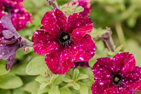 How To Grow And Care For Galaxy Petunia