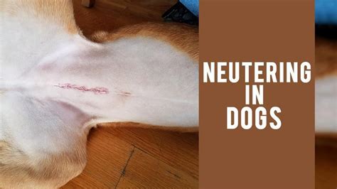 Neutering In Dogs Why And When To Neuter Your Dog Petmoo