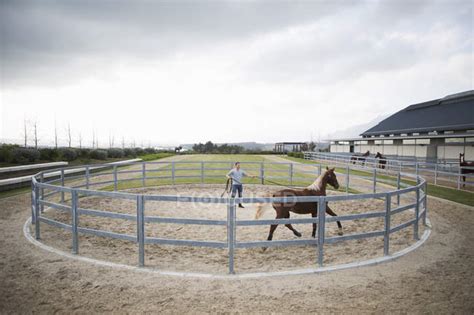 Male Stablehand Training Palomino Horse Around Paddock Ring — Trotting