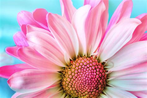 Hibiscus Flower Flora Free Photo On Pixabay Pixabay