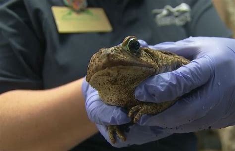 Una Especie De Sapos Venenosos Invade Florida En Cuarentena