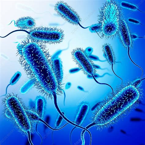 E Coli Bacteria Illustration Stock Image F0179976 Science