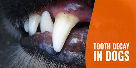 How Do You Treat Advanced Periodontal Disease In Dogs