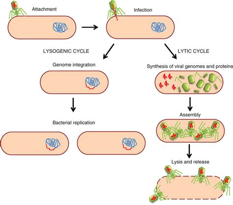 Main Biological Cycles Of Bacteriophages Left The Lysogenic Cycle
