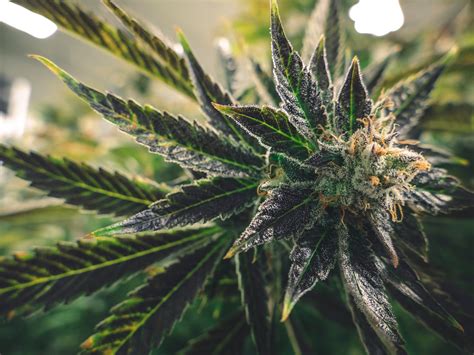 The cbd flower market is just beginning to blossom with premium grade smokable hemp flower becoming more widely available, both online and in stores. Buy This, Not That: The Marijuana Stock Edition | The ...