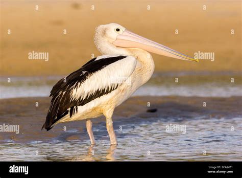 Australian Pelican Pelecanus Conspicillatus Hastings Point Nsw