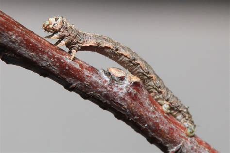 Cankerworm Caterpillars Hit Texas Trees Insects In The City Texas Trees Insect Species
