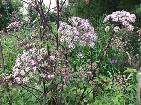 Angelica Sylvestris ‘purpurea Wild Angelica Self Seeding Biennial Z 4