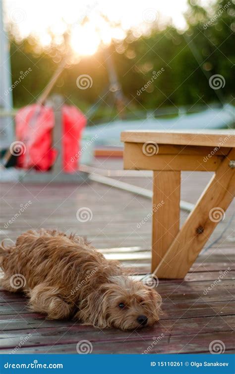 Dog On The Cottage Dock Stock Image Image Of Dock Relaxing 15110261