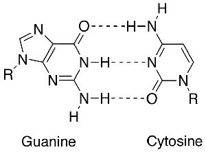 The chemistry of the nitrogenous bases is really the key to the function of dna. Why there are three hydrogen bond between cytosine and ...